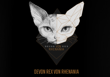 Devon Rex von Rhenania